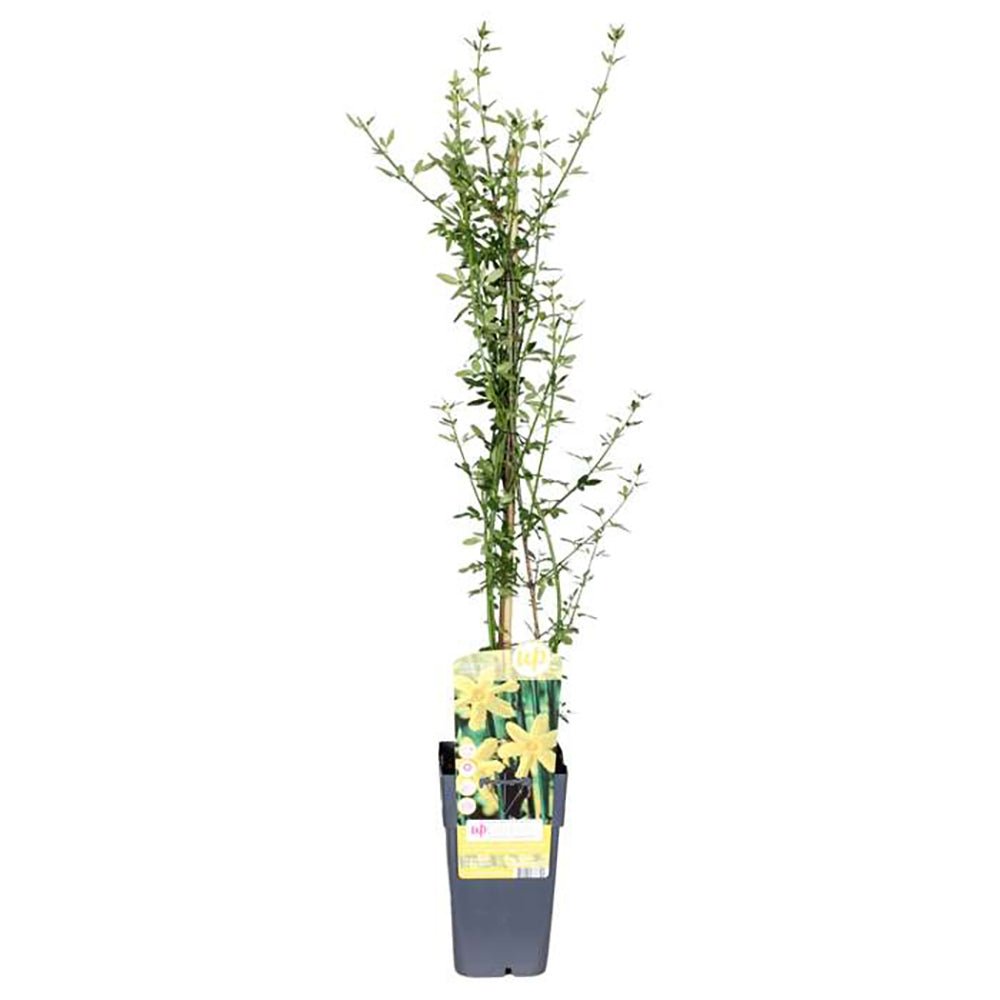 Жасмин звезден зимен (Jasminum nudiflorum), с жълти цветове, цъфтеж през зимата, студоустойчив, бързорастящ