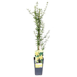 Жасмин звезден зимен (Jasminum nudiflorum), с жълти цветове, цъфтеж през зимата, студоустойчив, бързорастящ