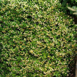 Iasomie Star Of Tuscany, cataratoare, cu flori galbene