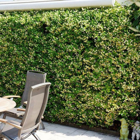 Iasomie Star Of Tuscany, cataratoare, cu flori galbene