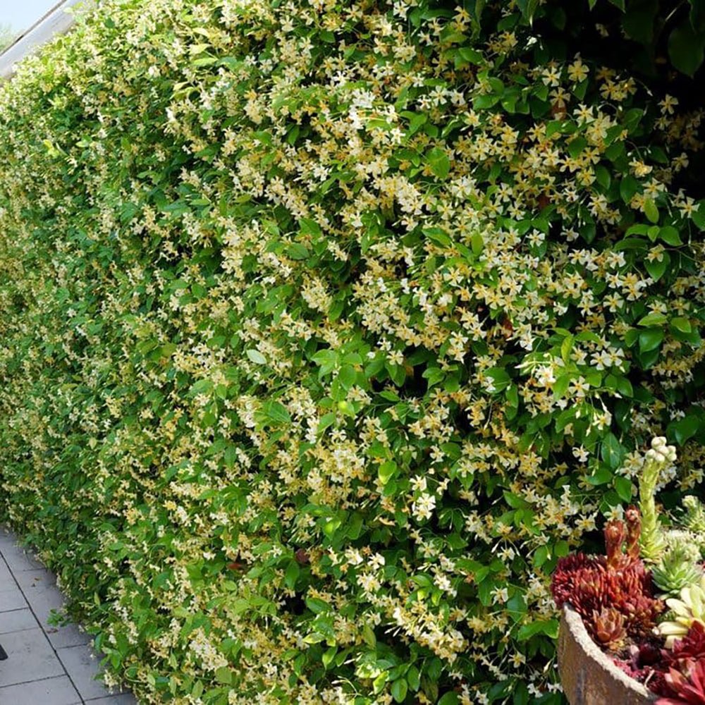 Iasomie Star Of Tuscany, cataratoare, cu flori galbene