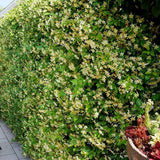 Iasomie Star Of Tuscany, cataratoare, cu flori galbene