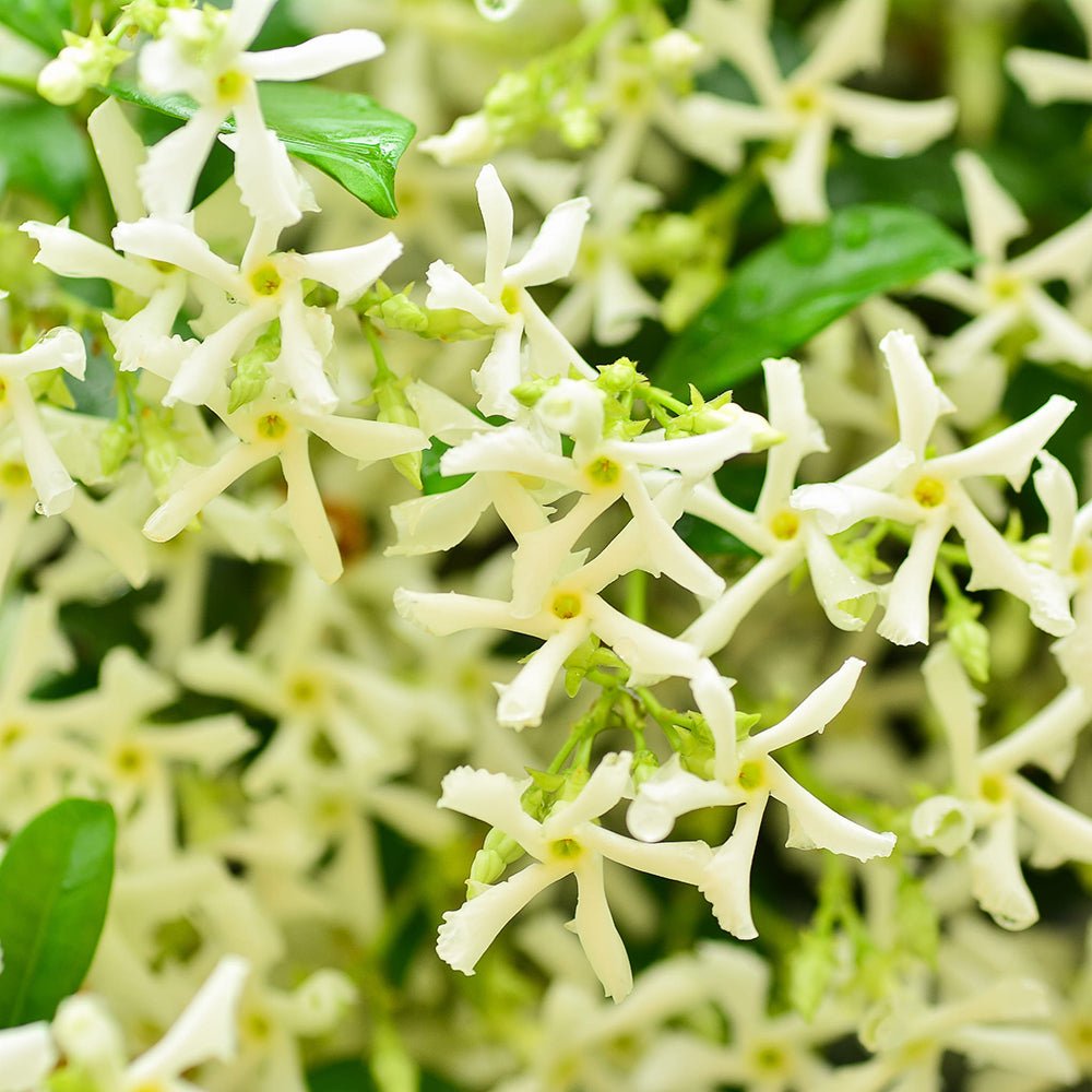 Iasomie Star Of Tuscany, cataratoare, cu flori galbene