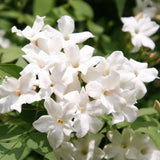 Класически жасмин, с ароматно бяло цвете (Trachelospermum Jasminoides)