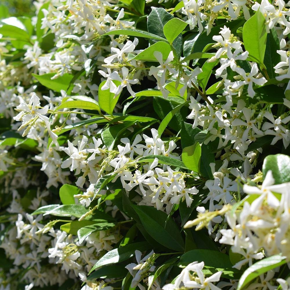 Класически жасмин, с ароматно бяло цвете (Trachelospermum Jasminoides)