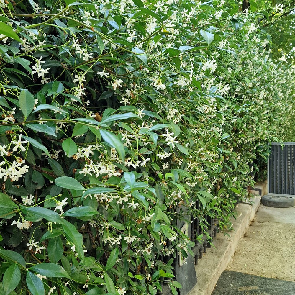 Класически жасмин, с ароматно бяло цвете (Trachelospermum Jasminoides)