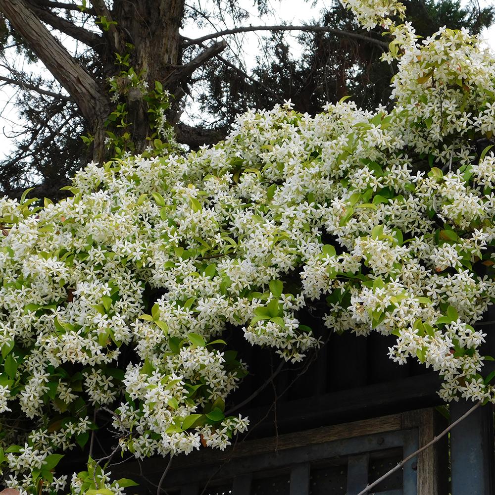 Класически жасмин, с ароматно бяло цвете (Trachelospermum Jasminoides)