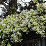 Класически жасмин, с ароматно бяло цвете (Trachelospermum Jasminoides)