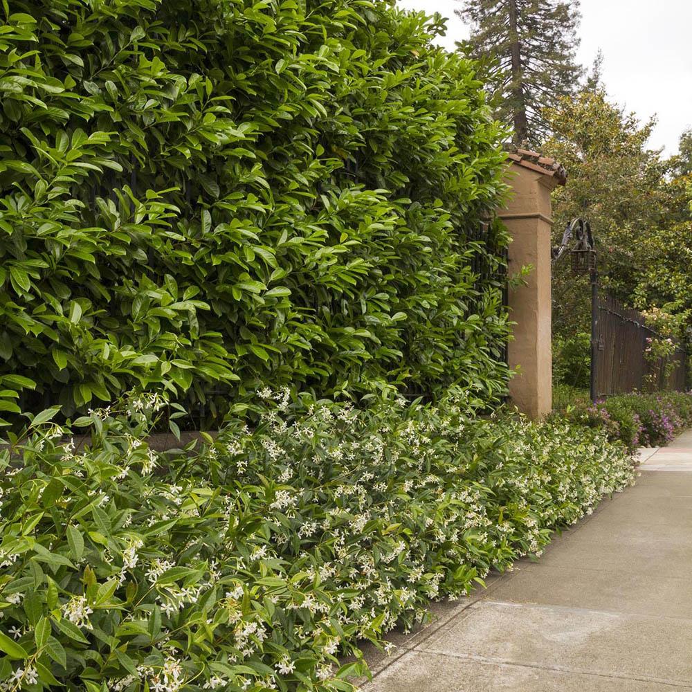 Класически жасмин, с ароматно бяло цвете (Trachelospermum Jasminoides)