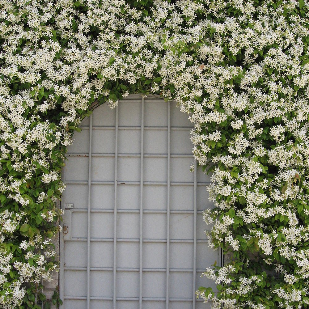 Класически жасмин, с ароматно бяло цвете (Trachelospermum Jasminoides)