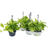 Iedera diavolului Curgatoare (Epipremnum) Marble Queen - 30 cm