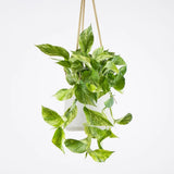 Iedera diavolului Curgatoare Epipremnum Aureum - 35 cm