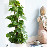 Iedera diavolului Curgatoare Epipremnum Aureum - 35 cm