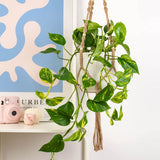 Iedera diavolului Curgatoare Epipremnum Aureum - 35-45 cm