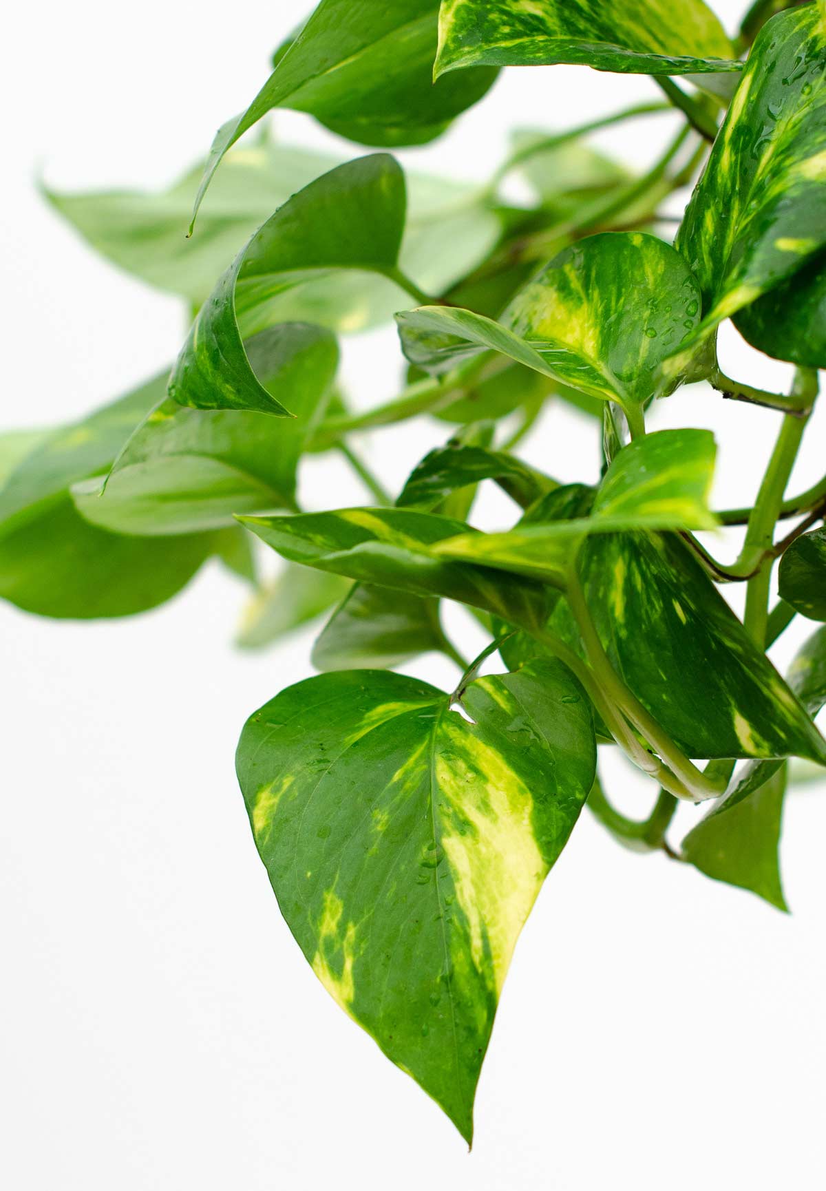 Iedera diavolului Curgatoare Epipremnum Aureum - 50 cm