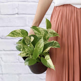 Iedera diavolului Curgatoare Epipremnum Aureum - 50 cm