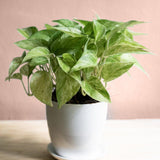 Iedera diavolului Curgatoare (Epipremnum) Marble Queen - 30 cm - VERDENA - 30 - 40 cm inaltime, ghiveci de 2 l