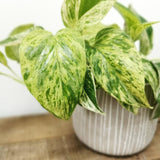 Iedera diavolului Curgatoare (Epipremnum) Marble Queen - 30 cm - VERDENA - 30 - 40 cm inaltime, ghiveci de 2 l