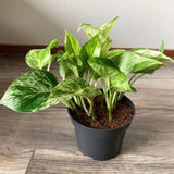 Iedera diavolului Curgatoare (Epipremnum) Marble Queen - 30 cm - VERDENA - 30 - 40 cm inaltime, ghiveci de 2 l