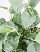 Дяволски бръшлян (Epipremnum) Silvery Ann – 20-30 см