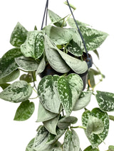 Дяволски бръшлян (Epipremnum) Silvery Ann – 20-30 см