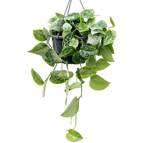 Дяволски бръшлян Flowing Epipremnum Silvery Ann - 20-30 см