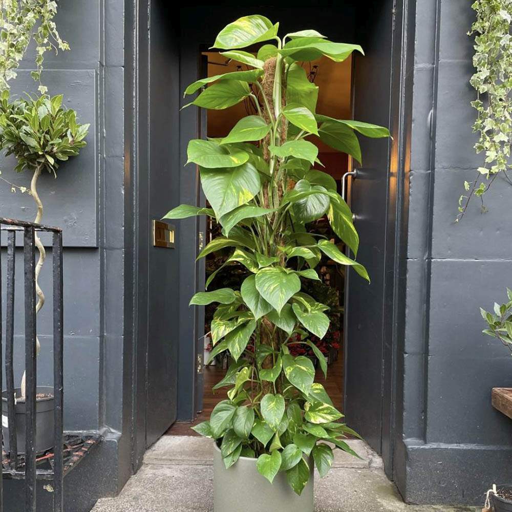 Дяволски бръшлян Epipremnum Aureum (с опора), стайно висящо растение със зелено-жълти пъстри листа - 130 см