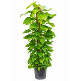 Бръшлян на дявола Epipremnum Aureum, 80–90 см с опора – пълзящо стайно растение с пъстри зелено-жълти листа