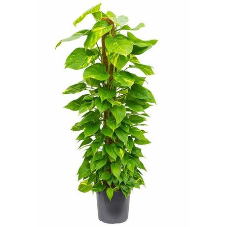 Бръшлян на дявола Epipremnum Aureum, 80–90 см с опора – пълзящо стайно растение с пъстри зелено-жълти листа