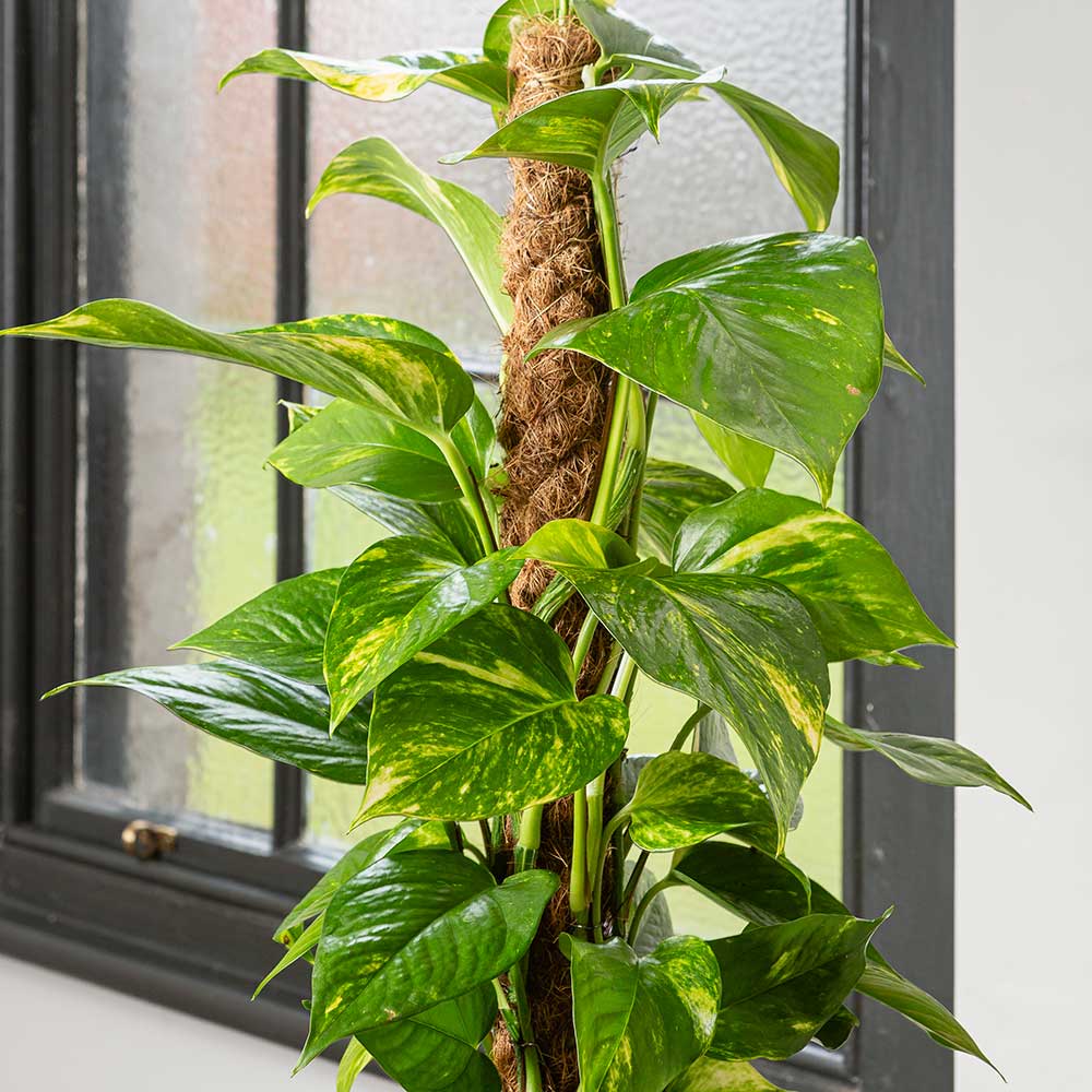 Бръшлян на дявола Epipremnum Aureum, 80–90 см с опора – пълзящо стайно растение с пъстри зелено-жълти листа