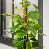 Бръшлян на дявола Epipremnum Aureum, 80–90 см с опора – пълзящо стайно растение с пъстри зелено-жълти листа