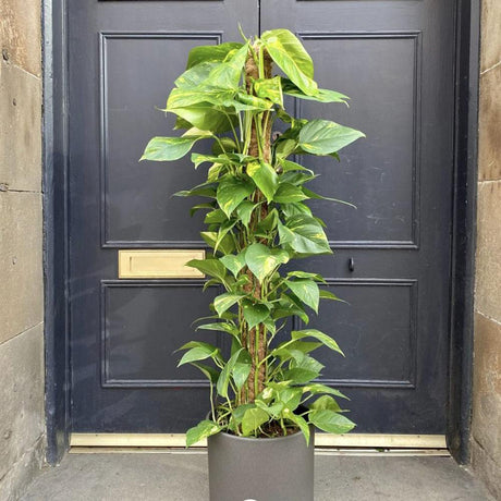 Дяволски бръшлян Epipremnum Aureum (с опора), стайно висящо растение със зелено-жълти пъстри листа - 130 см