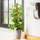 Iedera diavolului Epipremnum Aureum (Cu Suport) - 80-90 cm