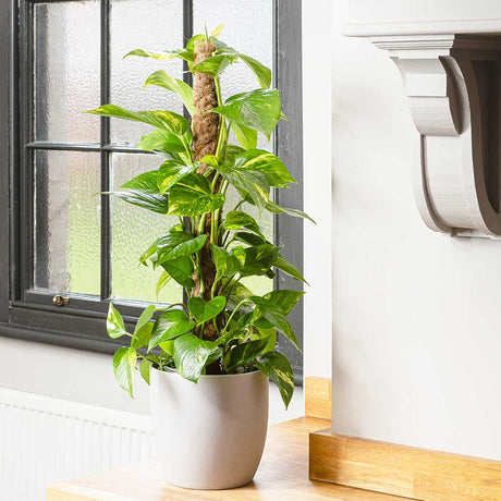 Iedera diavolului Epipremnum Aureum (Cu Suport) - 80-90 cm