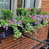 Iedera galben-verde Yellow Ripple, cataratoare, vesnic verde