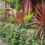 Iedera galben-verde Yellow Ripple, cataratoare, vesnic verde