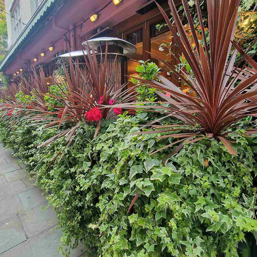 Iedera galben-verde Yellow Ripple, cataratoare, vesnic verde