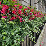 Iedera galben-verde Yellow Ripple, cataratoare, vesnic verde