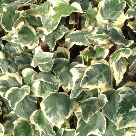 Iedera verde-crem Gloire de Marengo, cataratoare si vesnic verde
