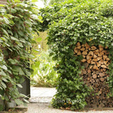 Бръшлян Hedera hibernica – вечнозелена катерлива лиана с бърз растеж