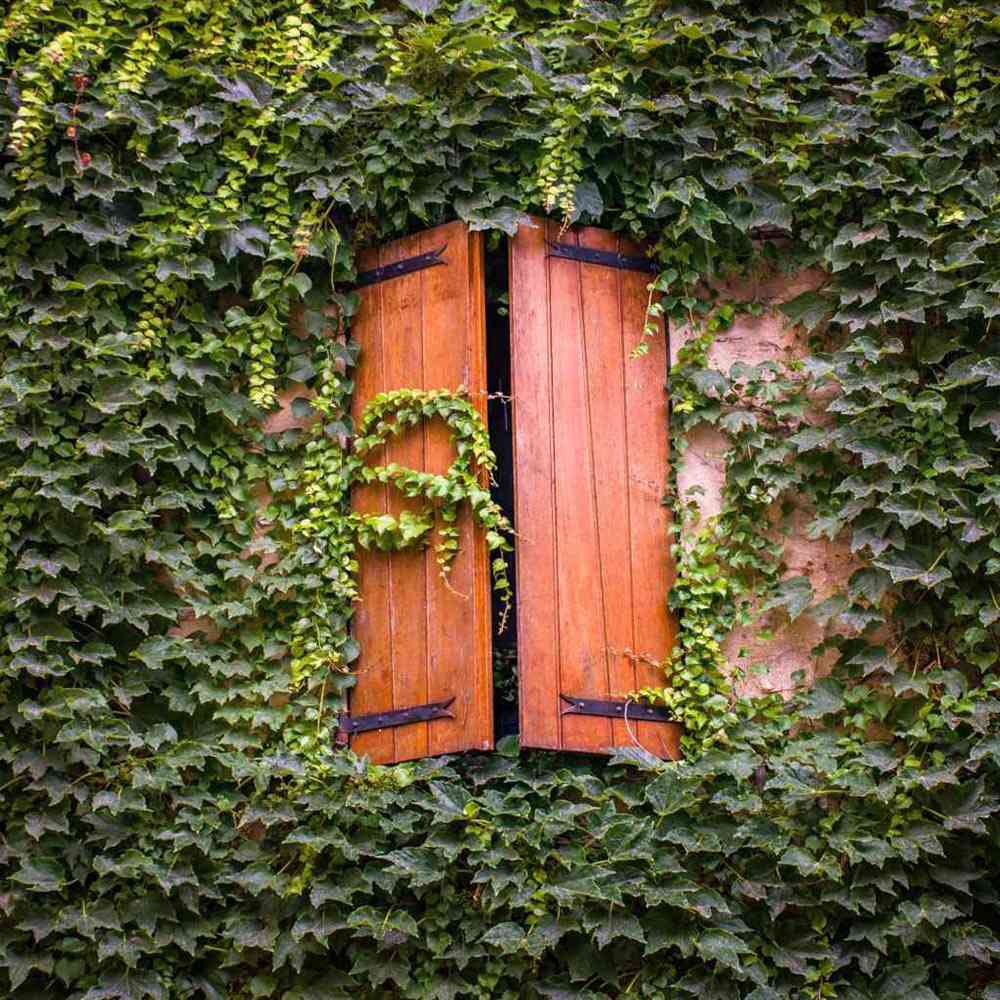 Бръшлян Hedera hibernica – вечнозелена катерлива лиана с бърз растеж
