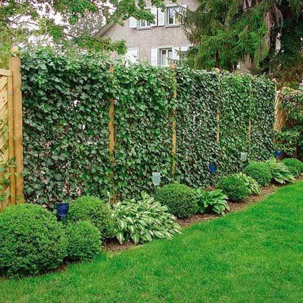 Бръшлян Hedera hibernica – вечнозелена катерлива лиана с бърз растеж