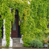 Бръшлян Hedera Hibernica, катерещ се, вечнозелен