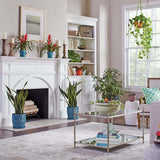 Iedera Helix Wonder (Hanger) - 50 cm