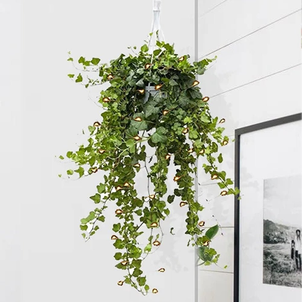 Бръшлян Hedera Helix Wonder – ефектно стайно растение, пречистващо въздуха