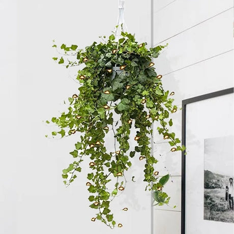 Бръшлян Hedera Helix Wonder – ефектно стайно растение, пречистващо въздуха