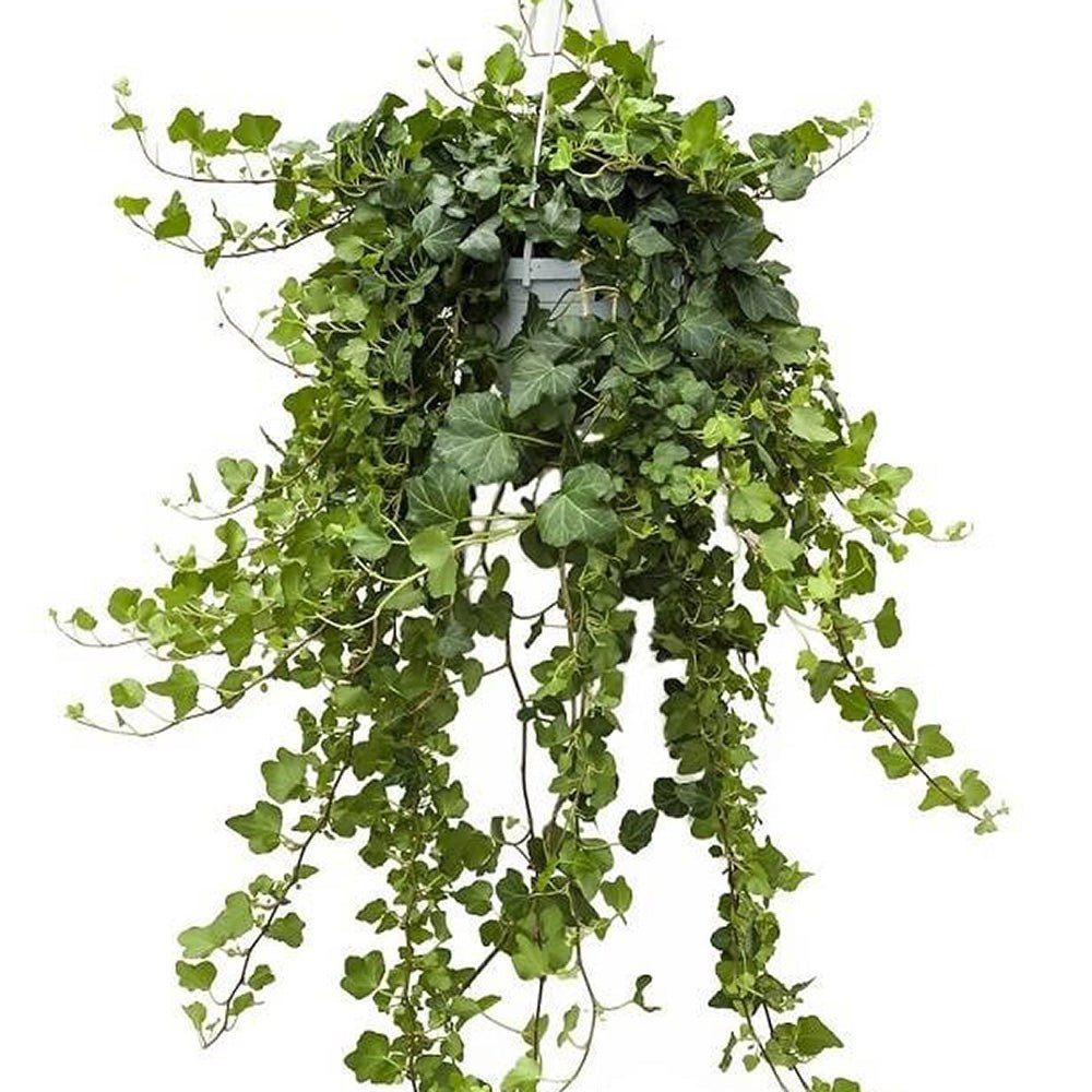 Бръшлян Hedera Helix Wonder – ефектно стайно растение, пречистващо въздуха