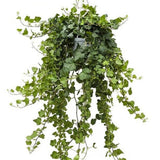 Бръшлян Hedera Helix Wonder – ефектно стайно растение, пречистващо въздуха