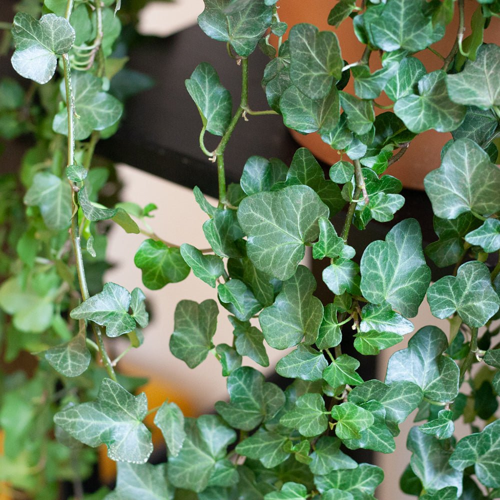 Бръшлян Hedera Helix 'Wonder' 140 см – декоративно стайно растение, пречистващо въздуха