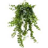 Бръшлян Hedera Helix Wonder – ефектно стайно растение, пречистващо въздуха